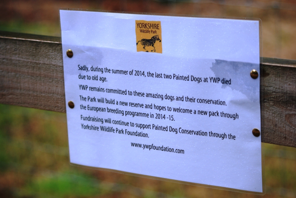 African Wild Dog Update at Yorkshire WP, 25/08/14