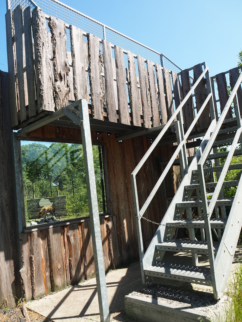 African wild dog viewing area, 2023-05-31