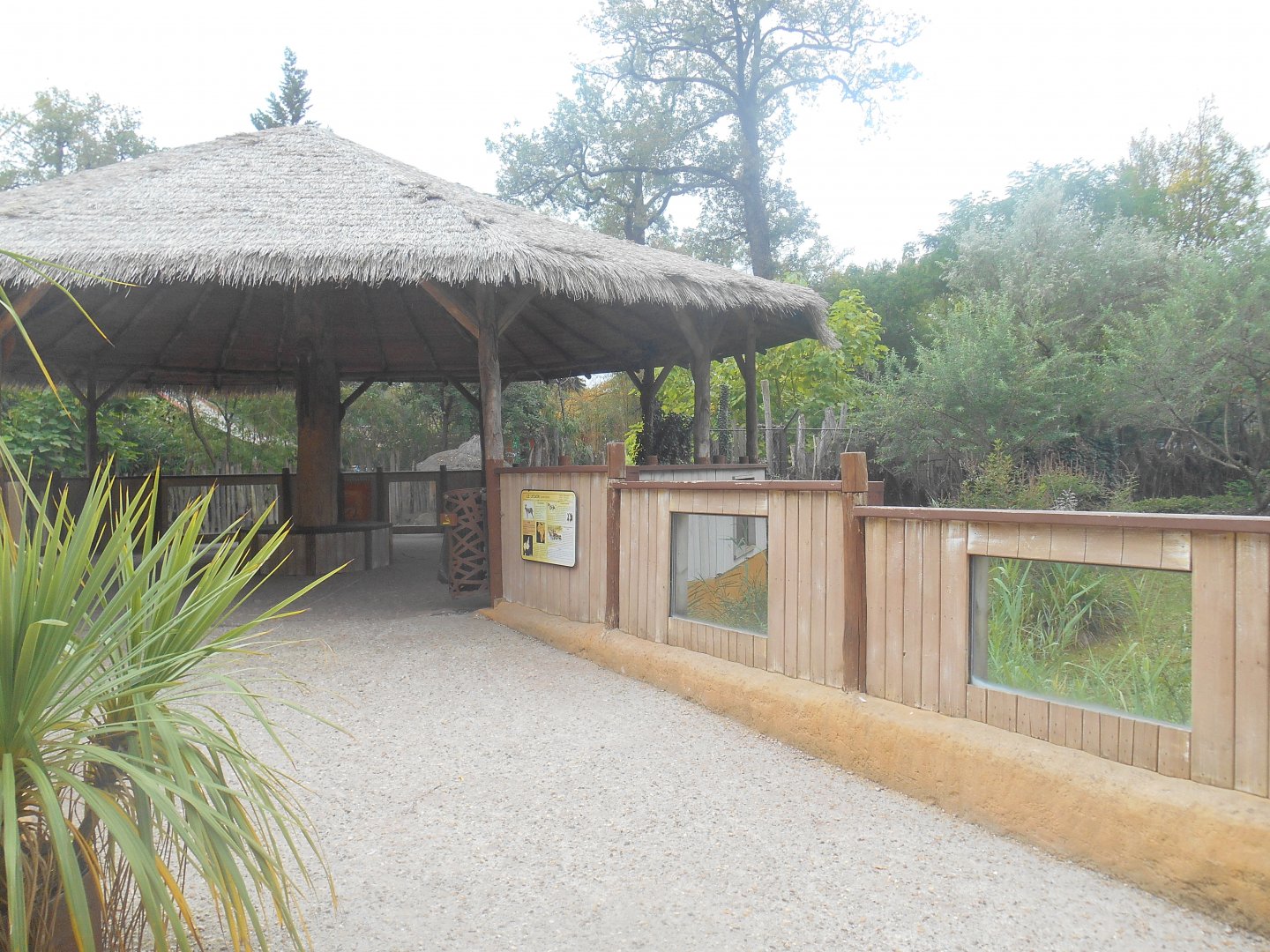 African Wild Dog Viewing Area