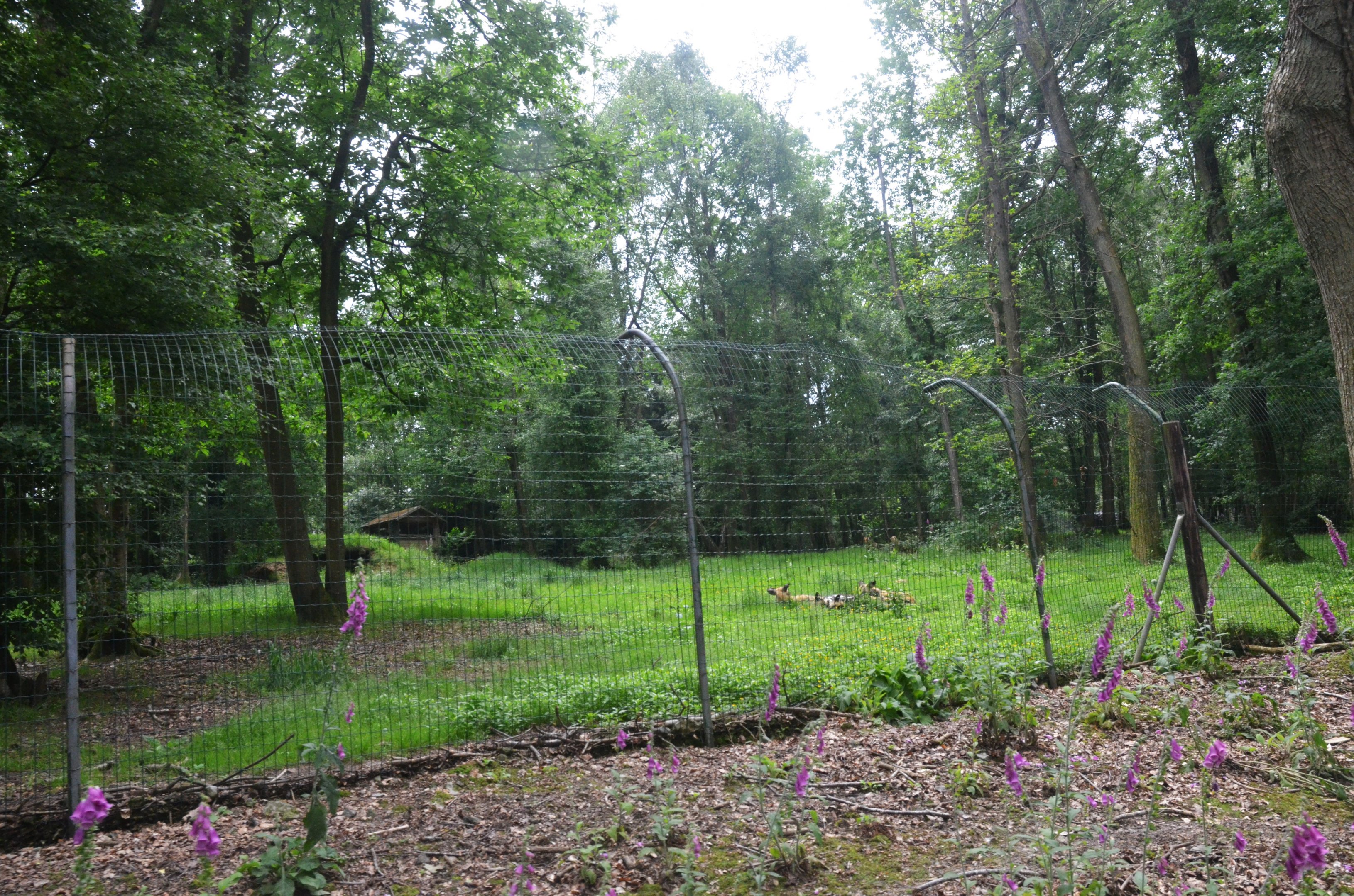 African Wild Dog Viewing from the Road Train at CERZA, 10/06/18