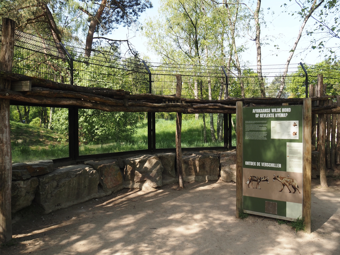 African wild dog viewing windows and educational materials, 2025-04-30
