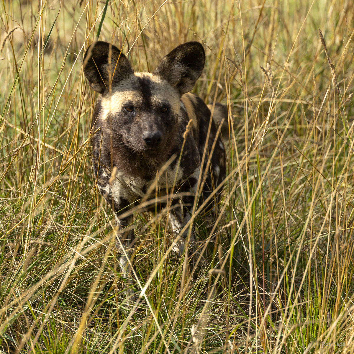 African wild dog : Whipsnade : 01 Aug 2025