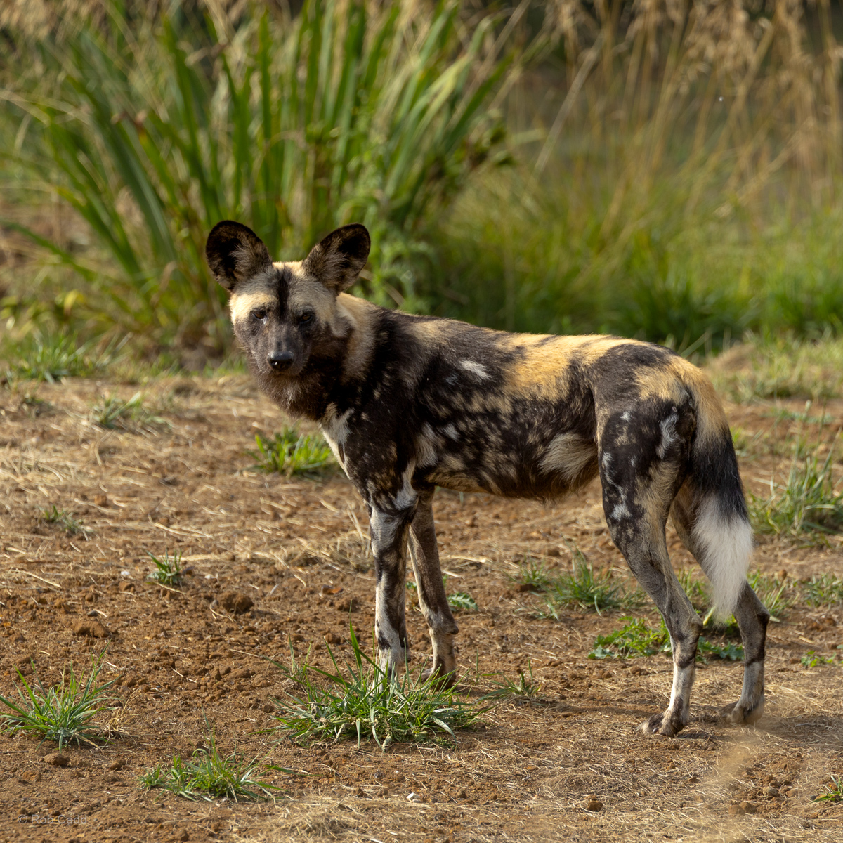 African wild dog : Whipsnade : 01 Aug 2025