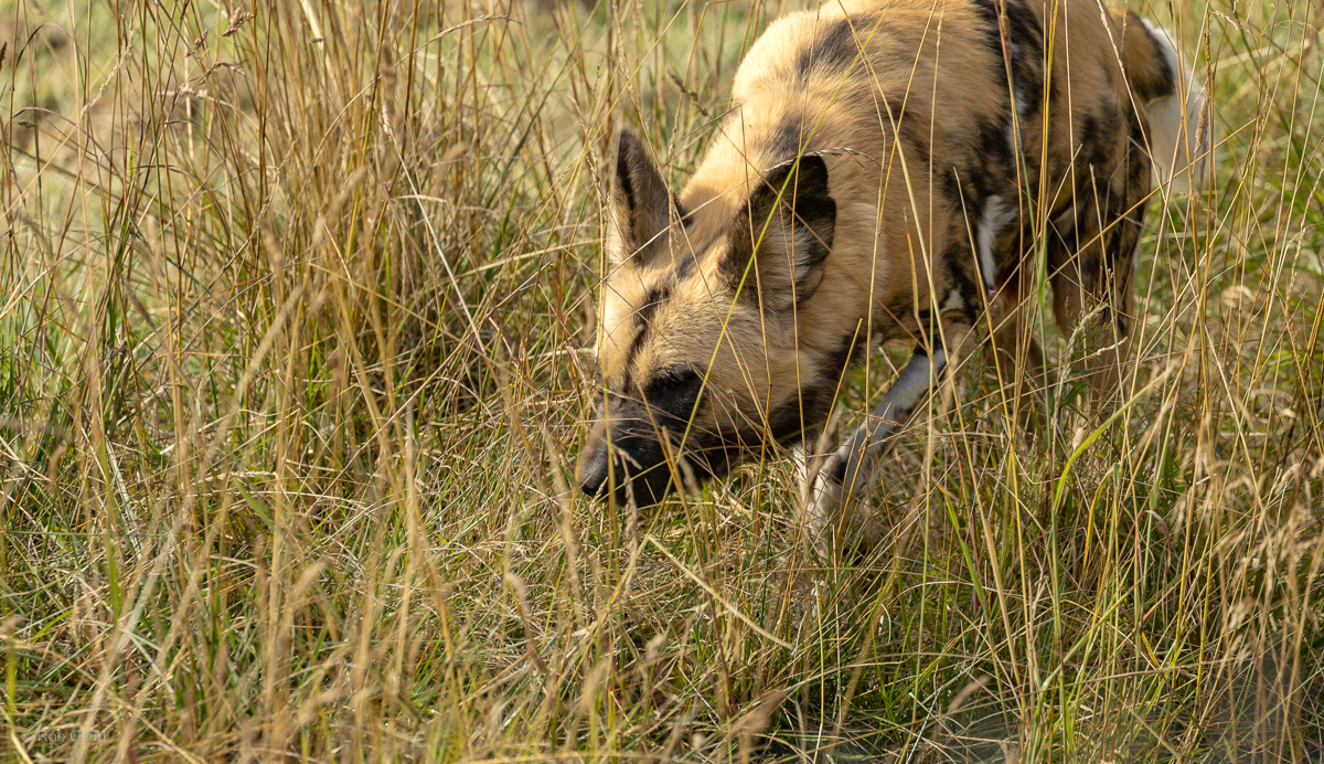 African wild dog : Whipsnade : 01 Aug 2025