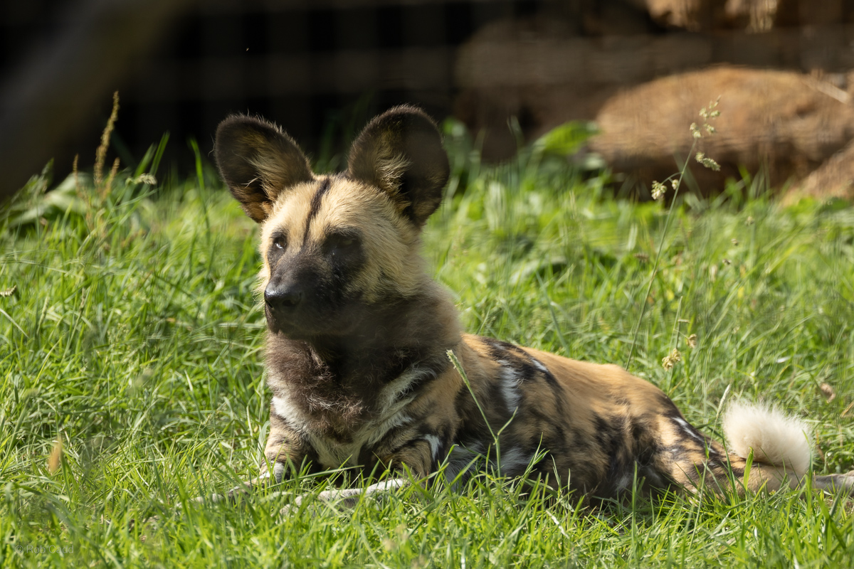 African wild dog : Whipsnade : 15 Jun 2025