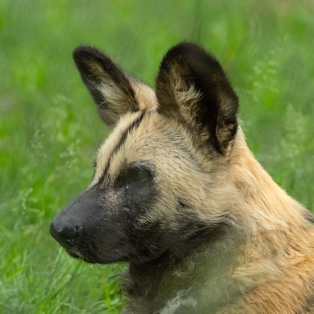 African wild dog : Whipsnade : 15 Jun 2025
