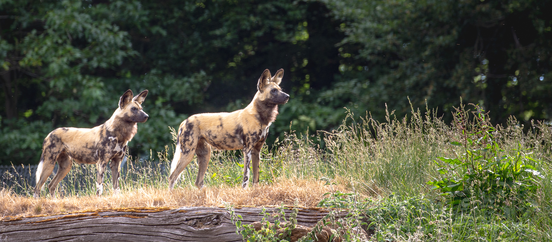African wild dog : Whipsnade : 16 Jun 2020