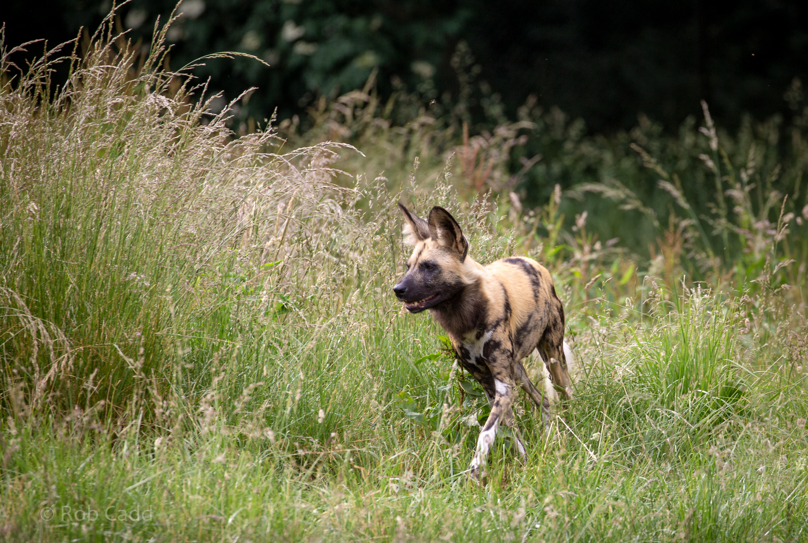 African wild dog : Whipsnade : 16 Jun 2020