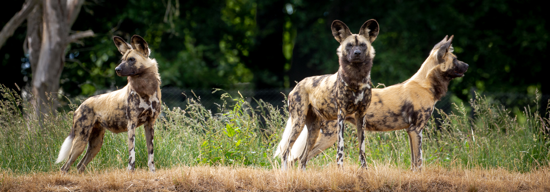 African wild dog : Whipsnade : 16 Jun 2020
