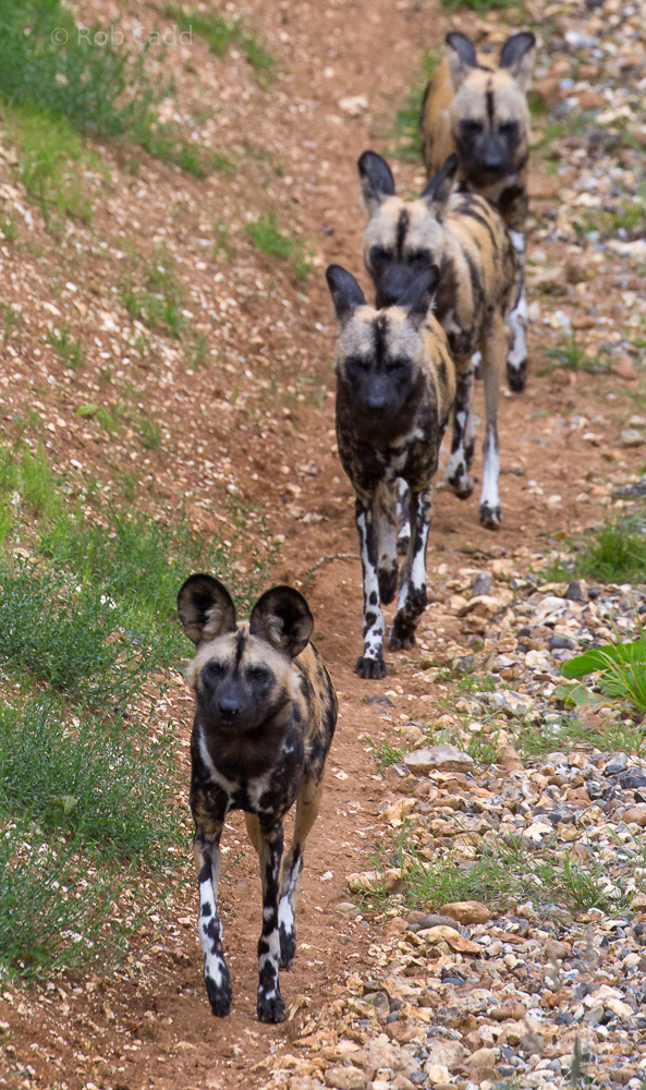 African wild dog : Whipsnade : 20 Aug 2017