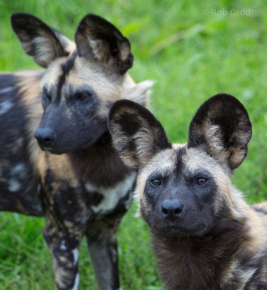 African wild dog : Whipsnade : 20 Aug 2017