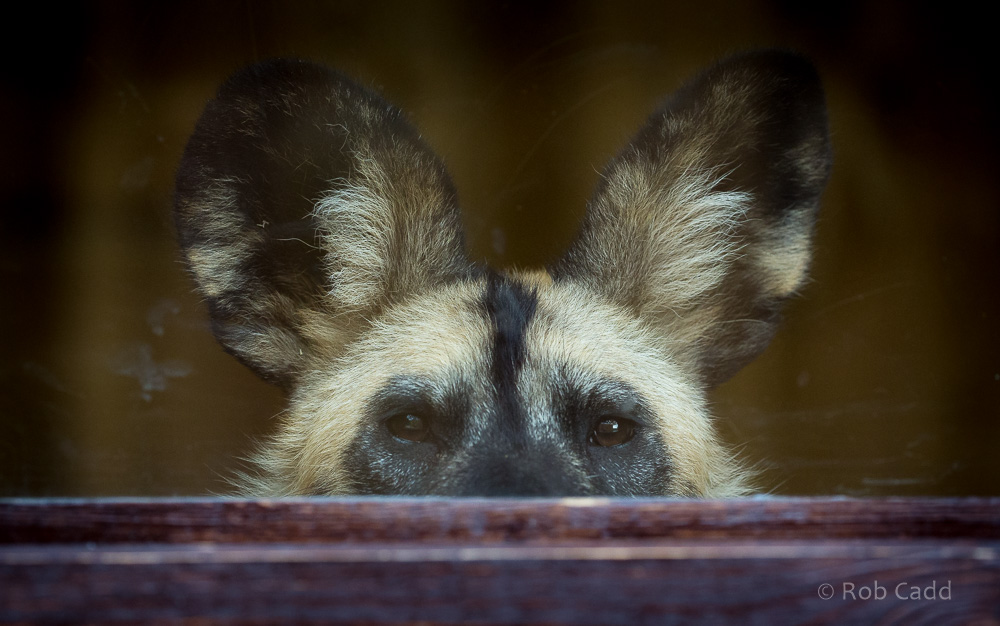African wild dog : Whipsnade : 20 Aug 2017