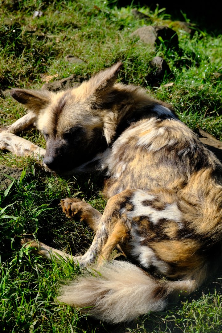 African Wild Dog - Wildlife HQ