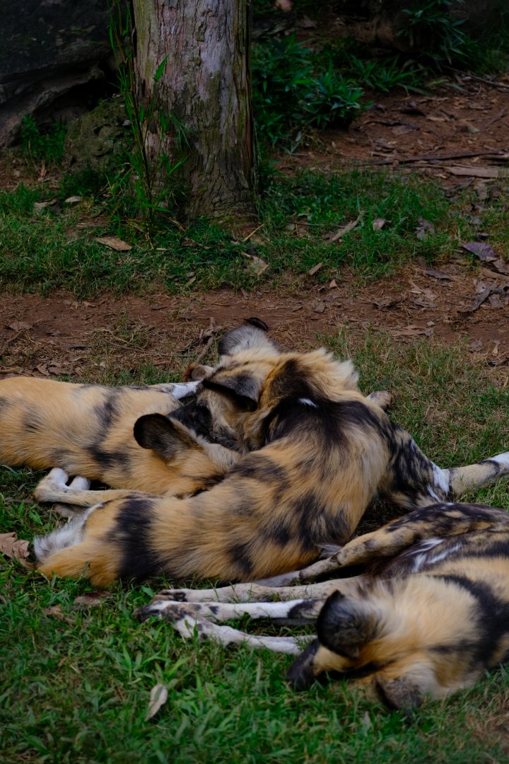 African Wild Dog - Wildlife HQ