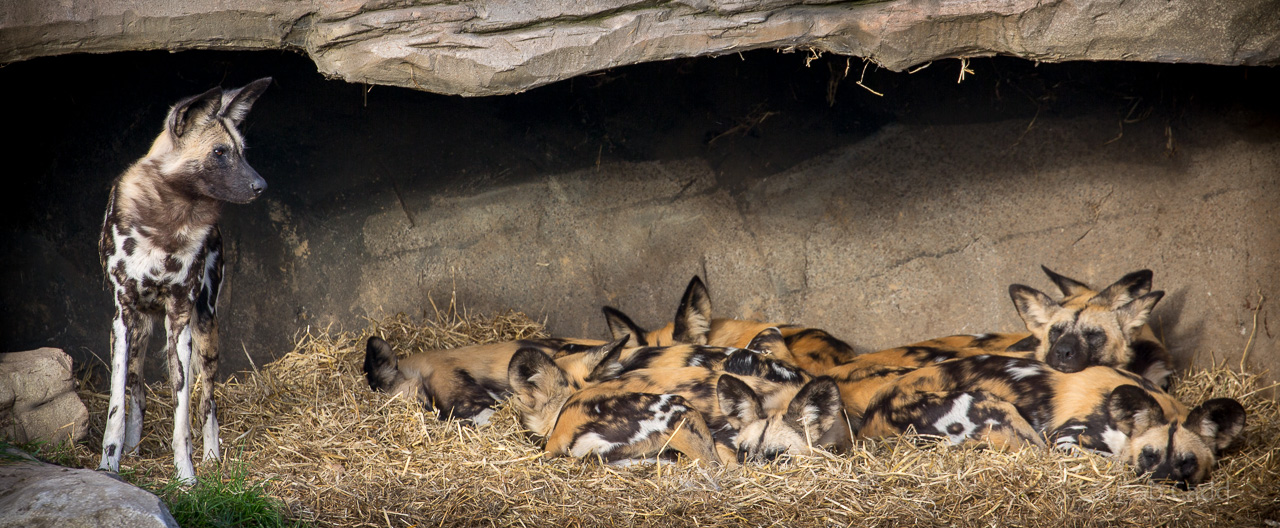 African wild dog : Yorkshire WP : 11 Nov 2017