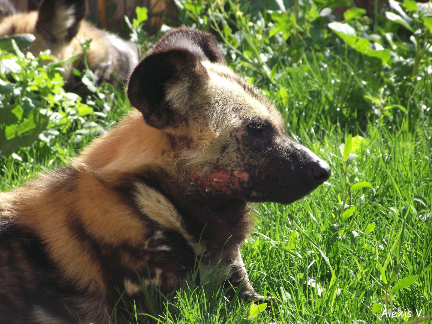 African Wild Dog - Zooparc de Beauval - 05/2017