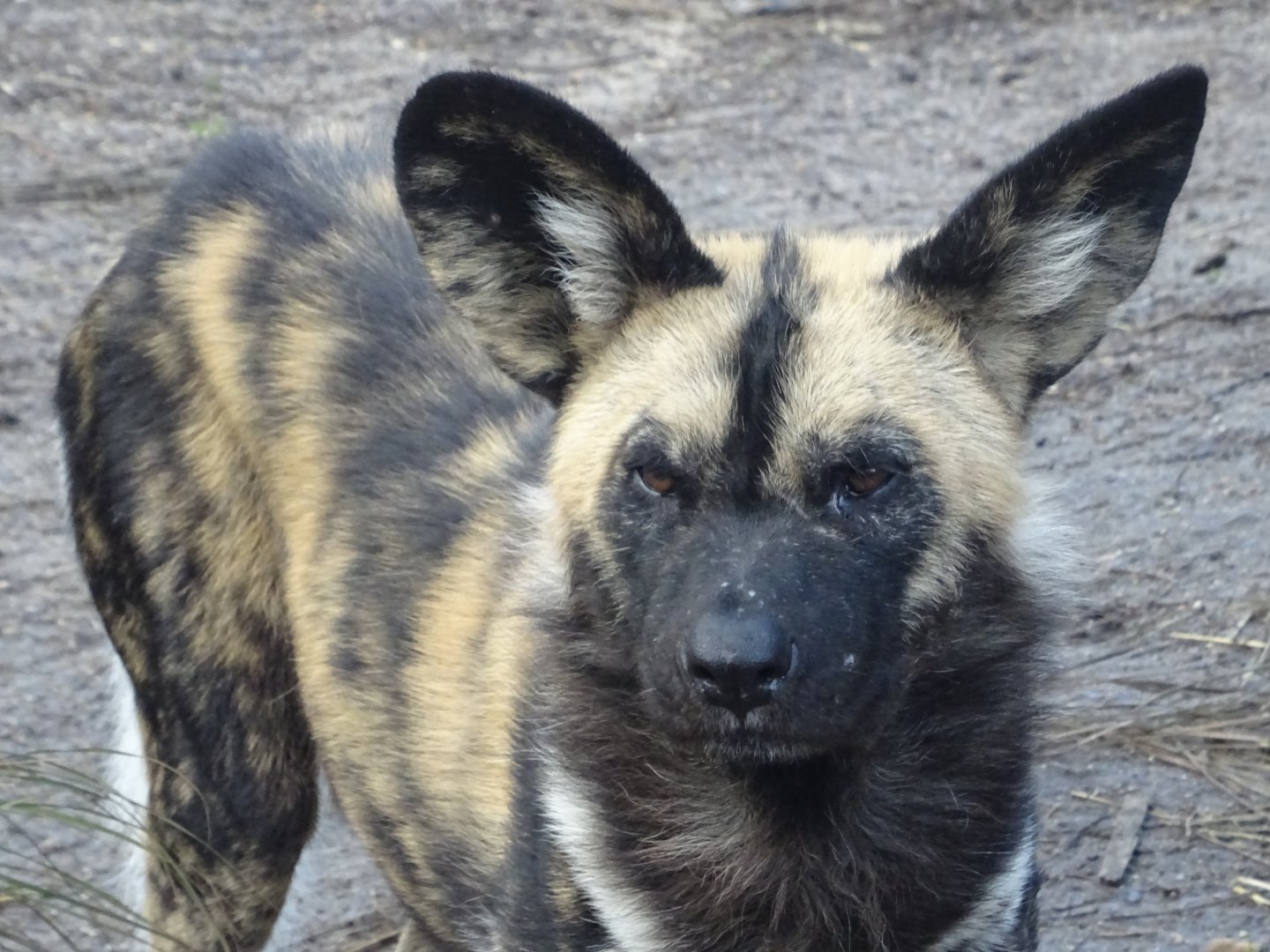 African Wild Dog - ZSL London Zoo