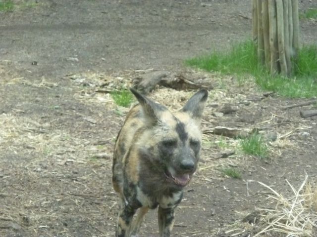 African Wild Dog