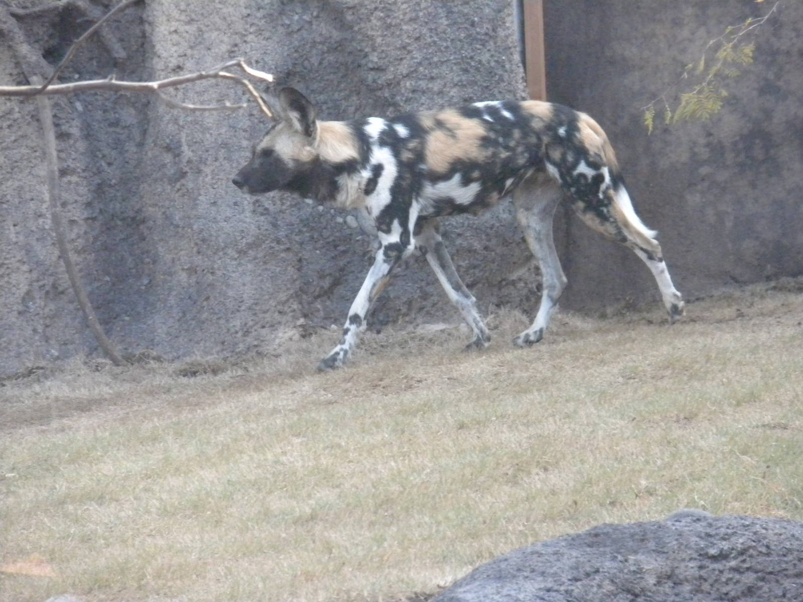 African Wild Dog