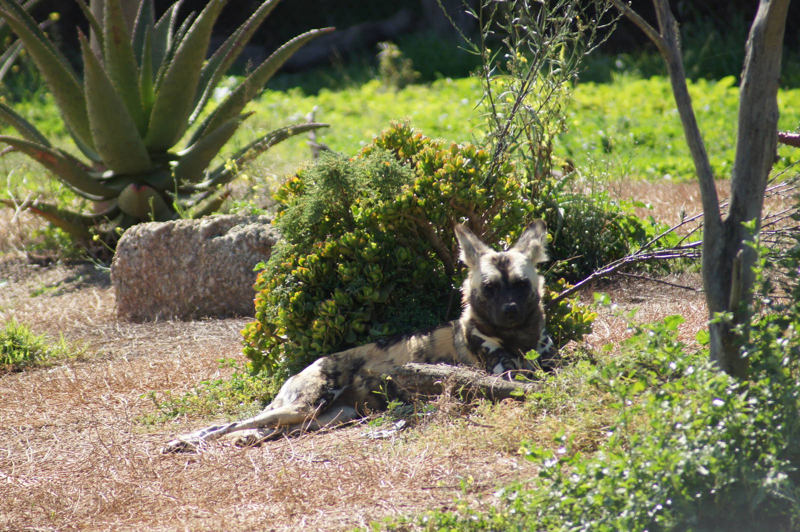 African Wild Dog