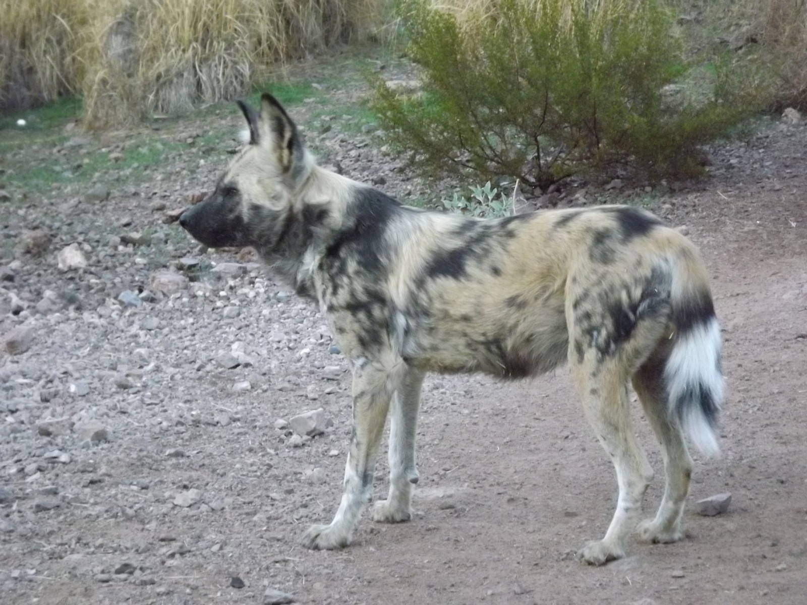 African Wild Dog