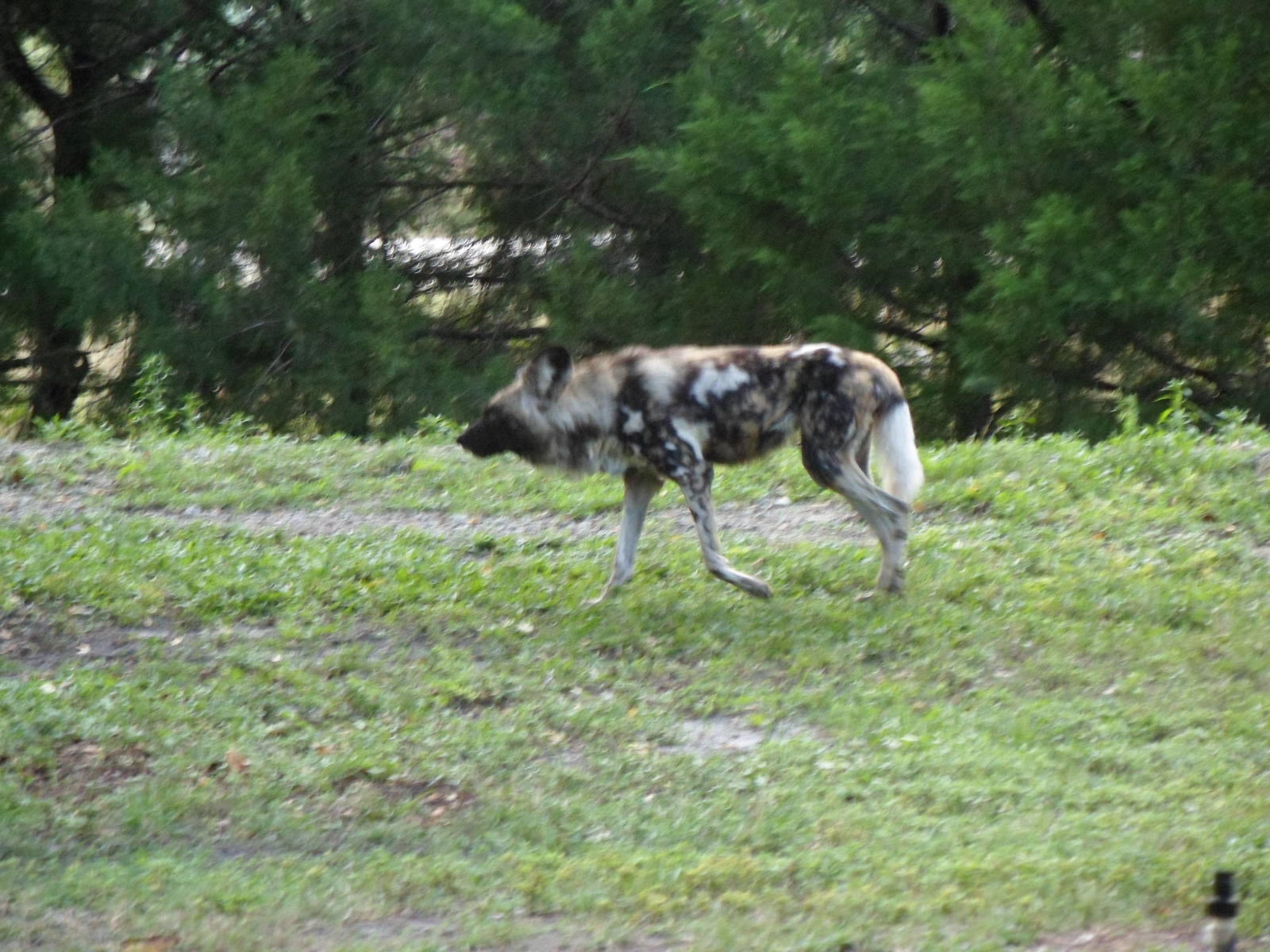 African Wild Dog