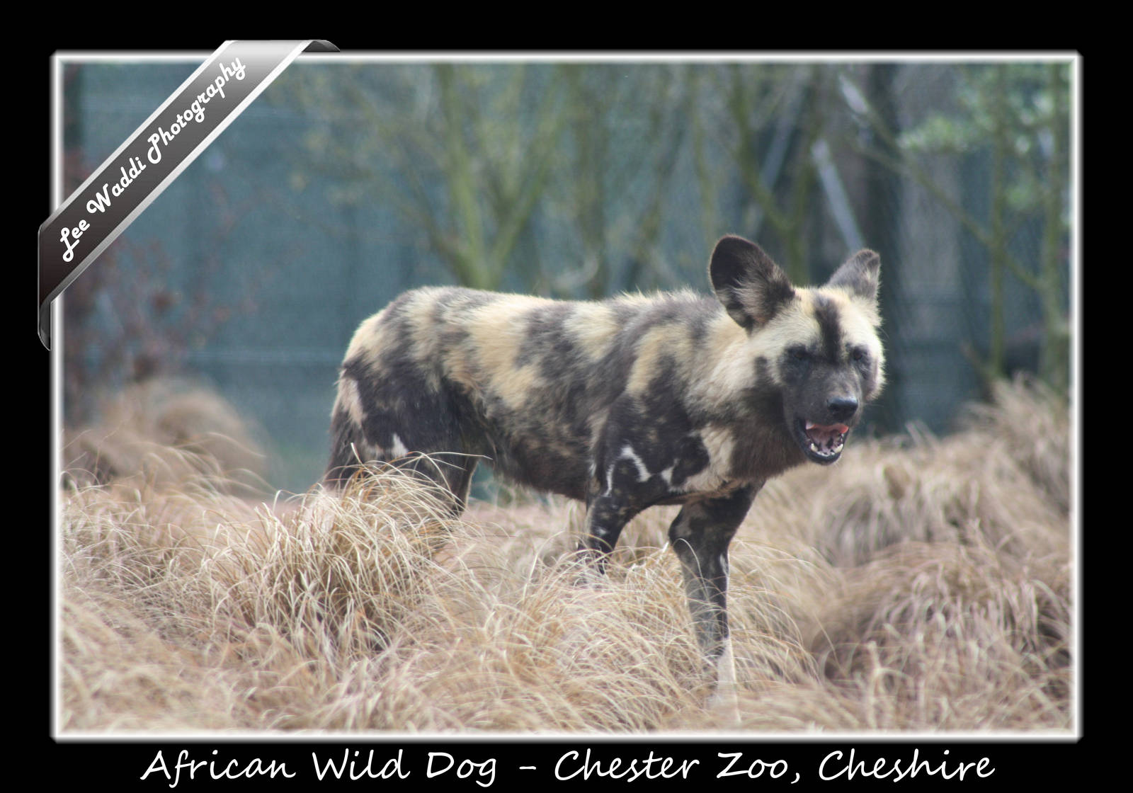 African Wild Dog