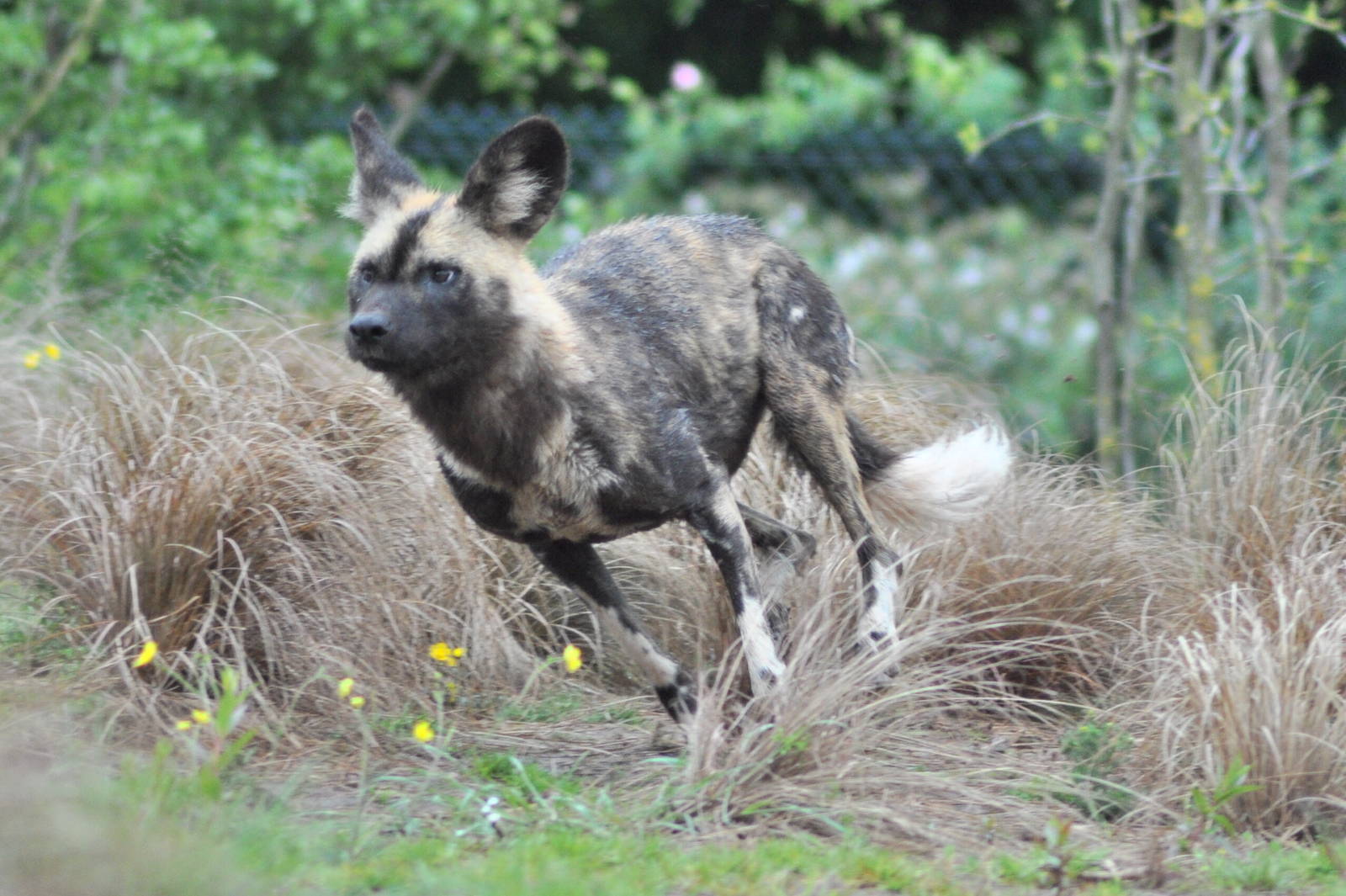African Wild Dog