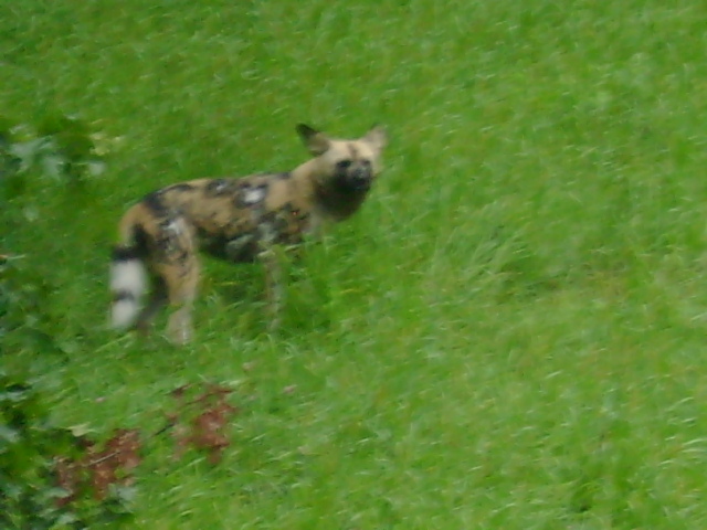 African Wild Dog