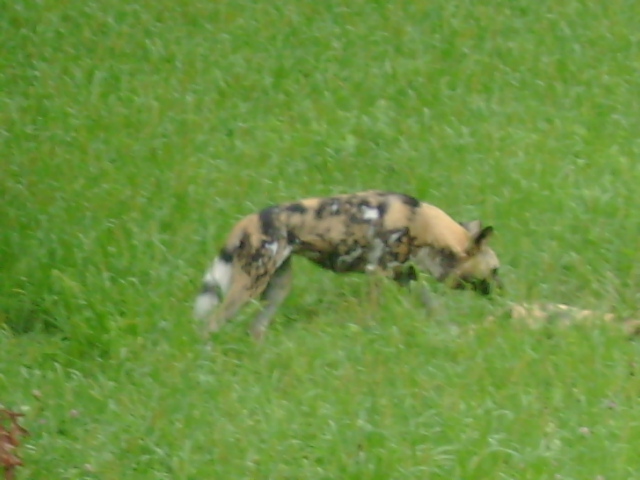 African Wild Dog