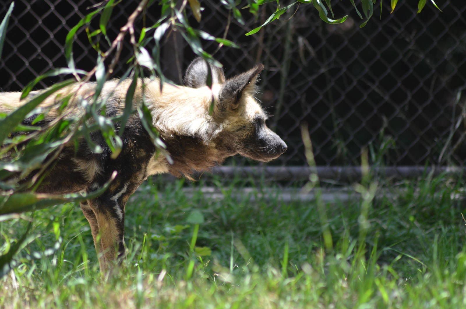 African Wild Dog
