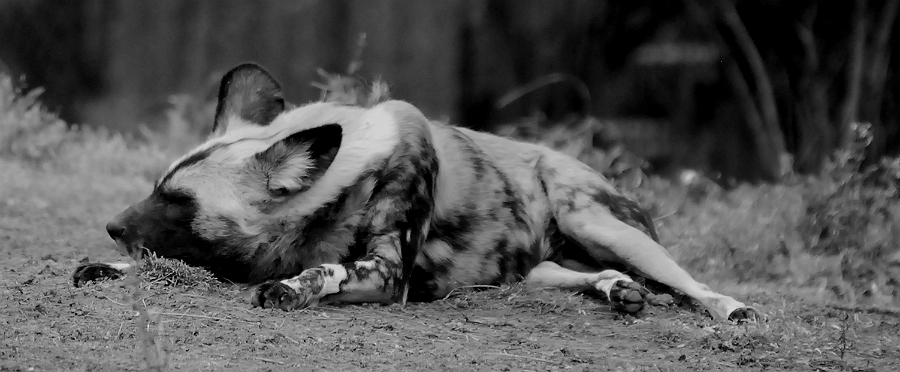 AFRICAN WILD DOG