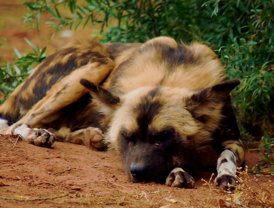 AFRICAN WILD DOG