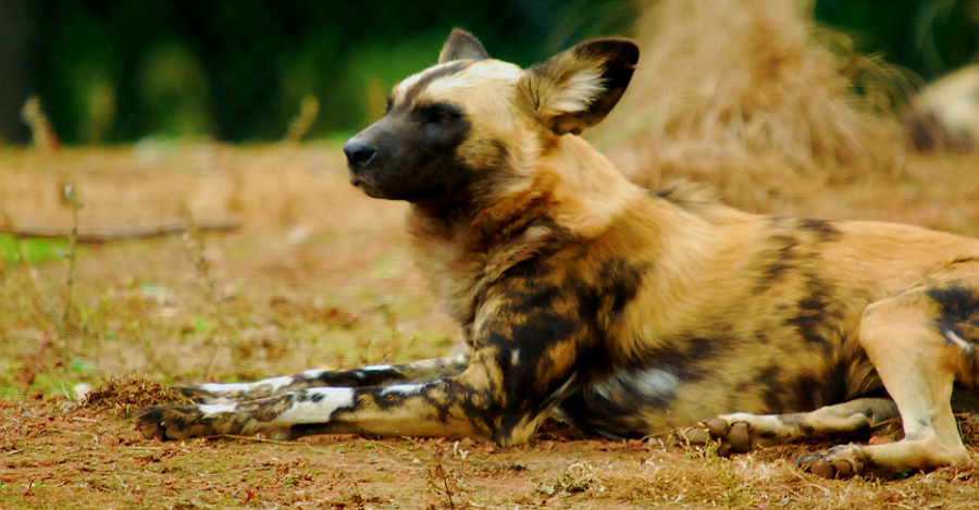 AFRICAN WILD DOG