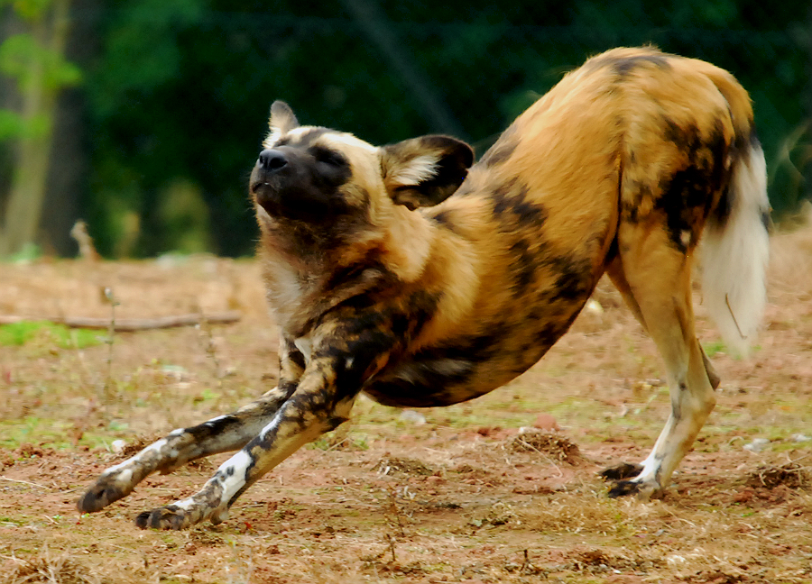 AFRICAN WILD DOG