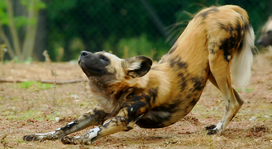 AFRICAN WILD DOG