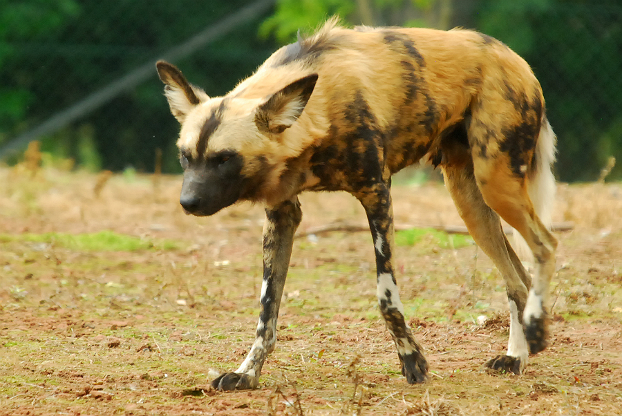 AFRICAN WILD DOG
