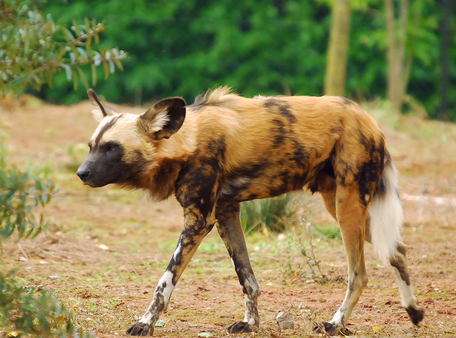 AFRICAN WILD DOG