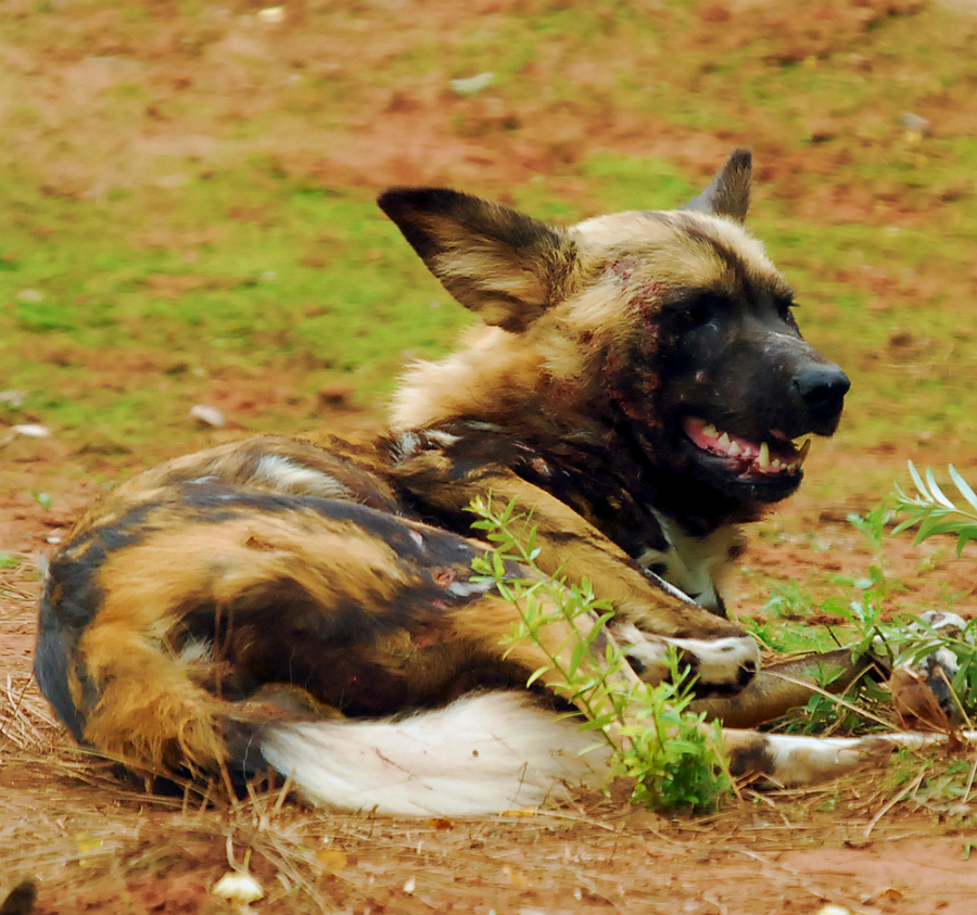 AFRICAN WILD DOG