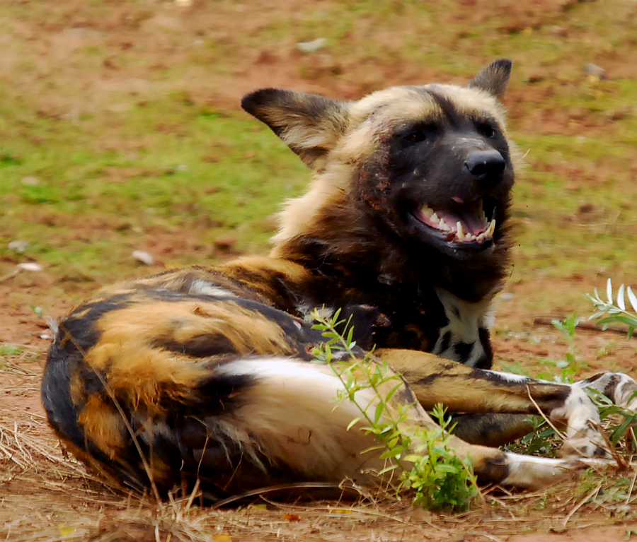AFRICAN WILD DOG