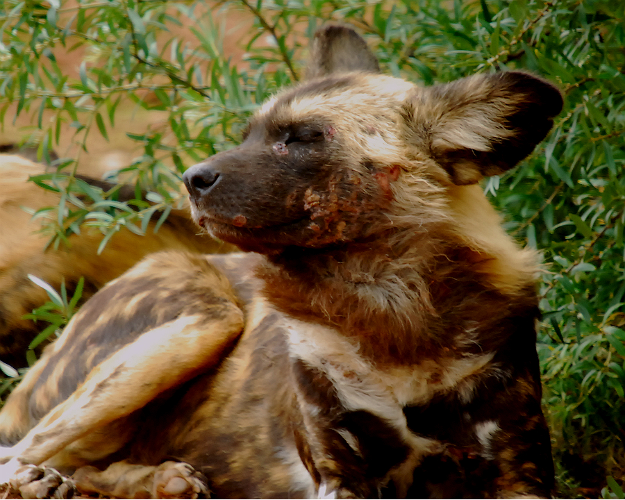 AFRICAN WILD DOG