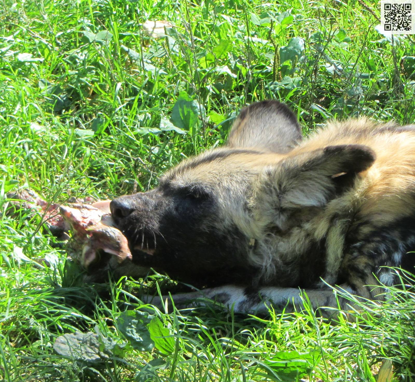 African Wild Dog