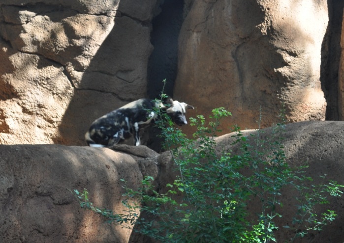 African Wild Dog