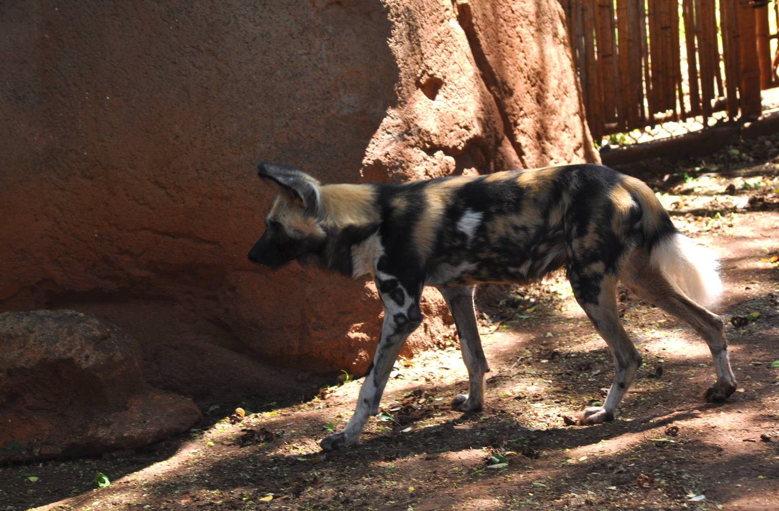 African Wild Dog