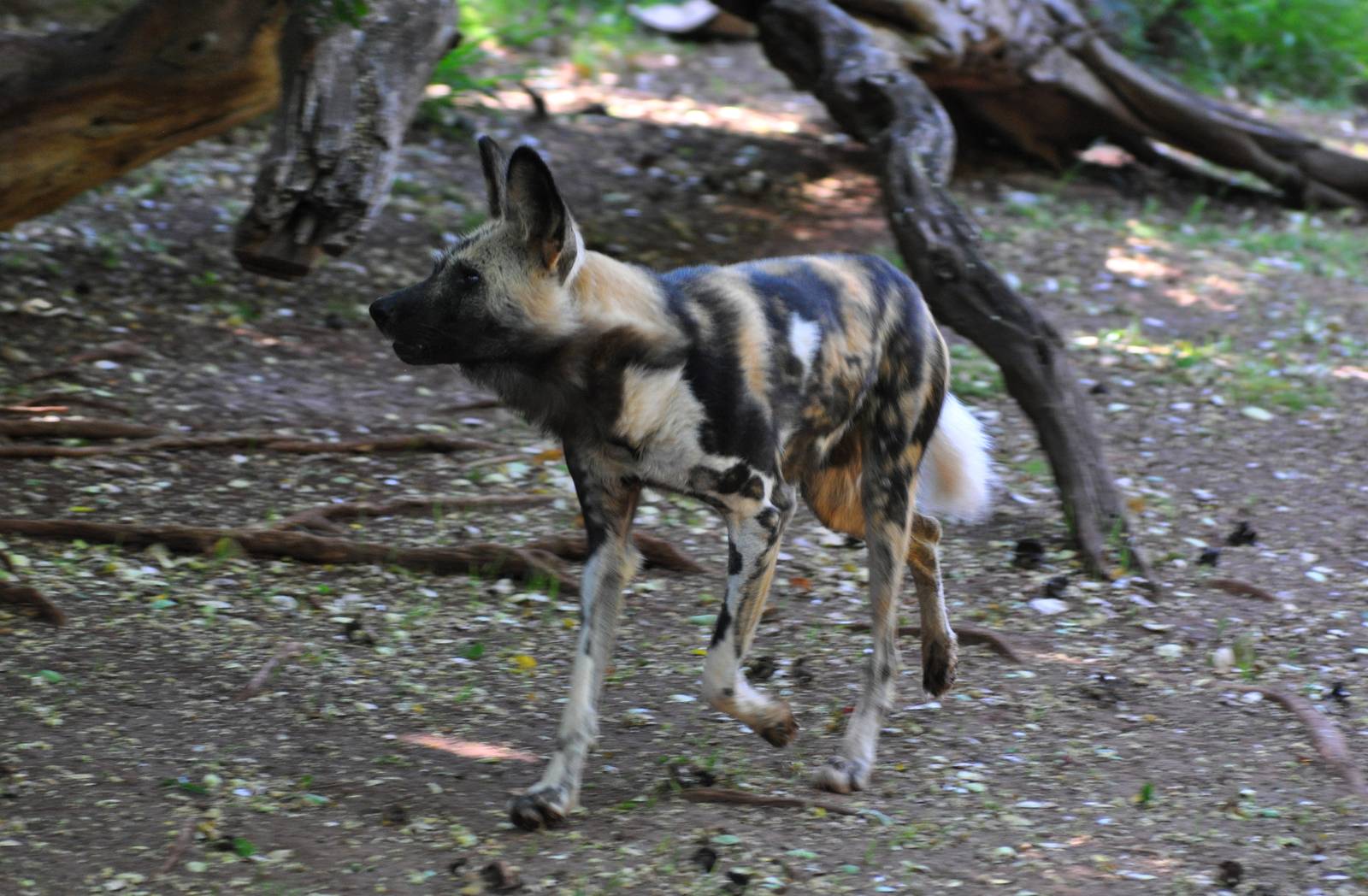 African Wild Dog