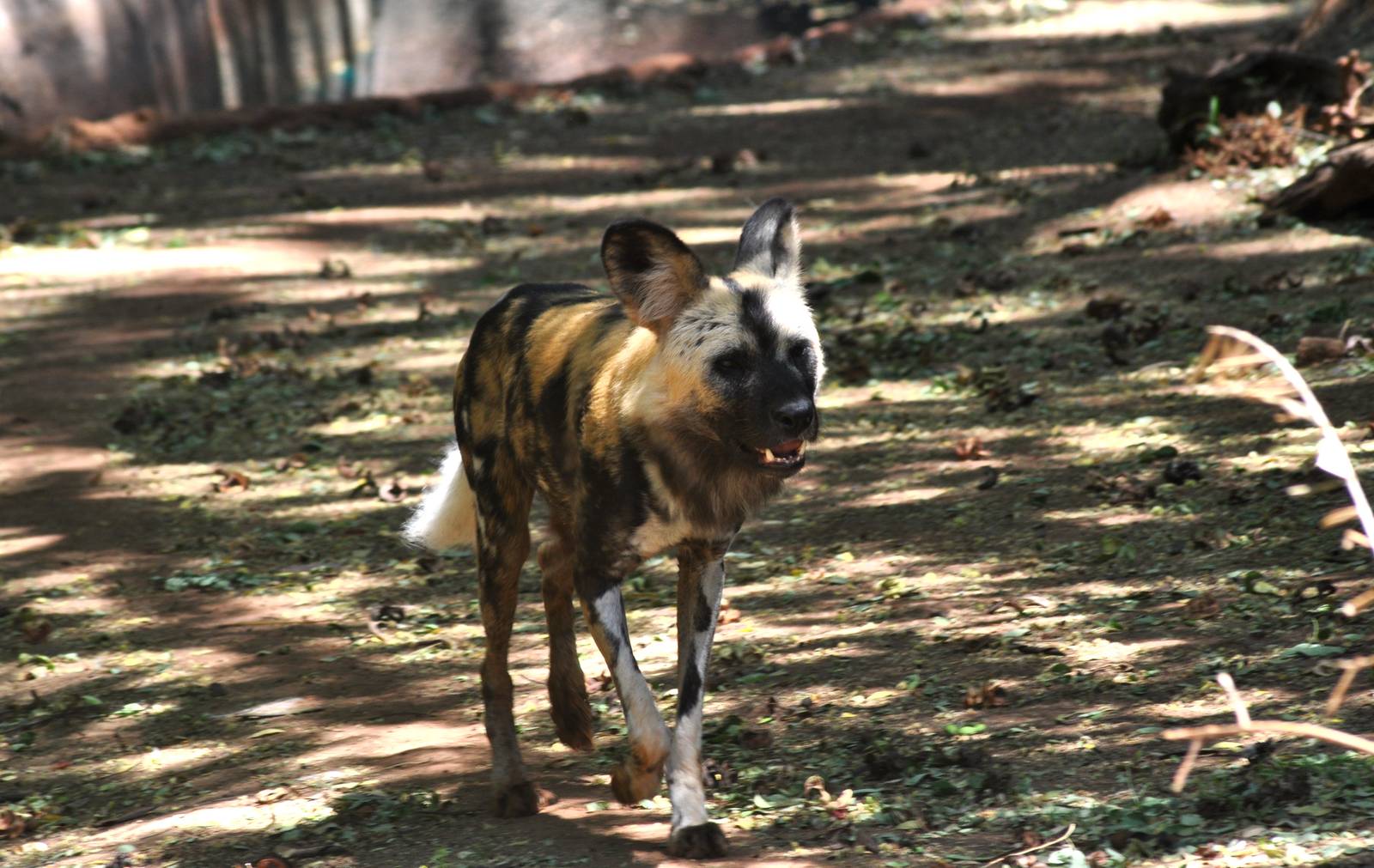 African Wild Dog
