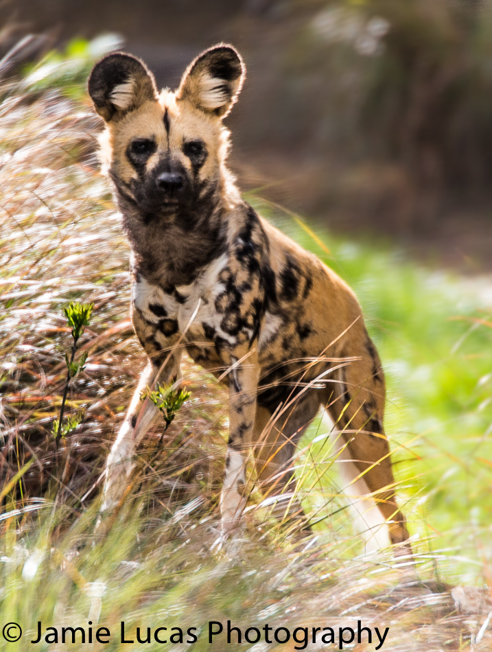 African Wild Dog