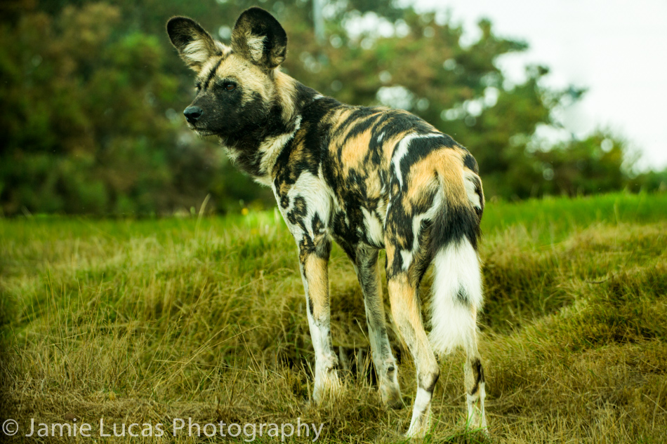 African Wild Dog