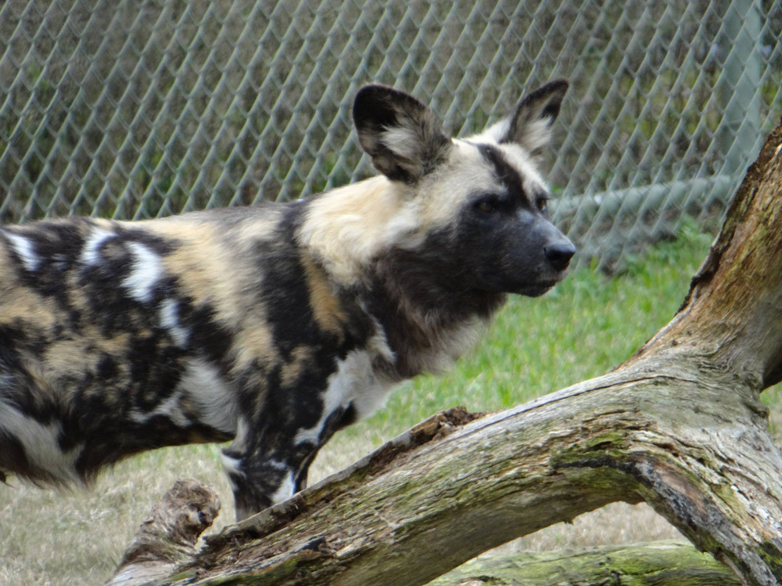 African wild dog
