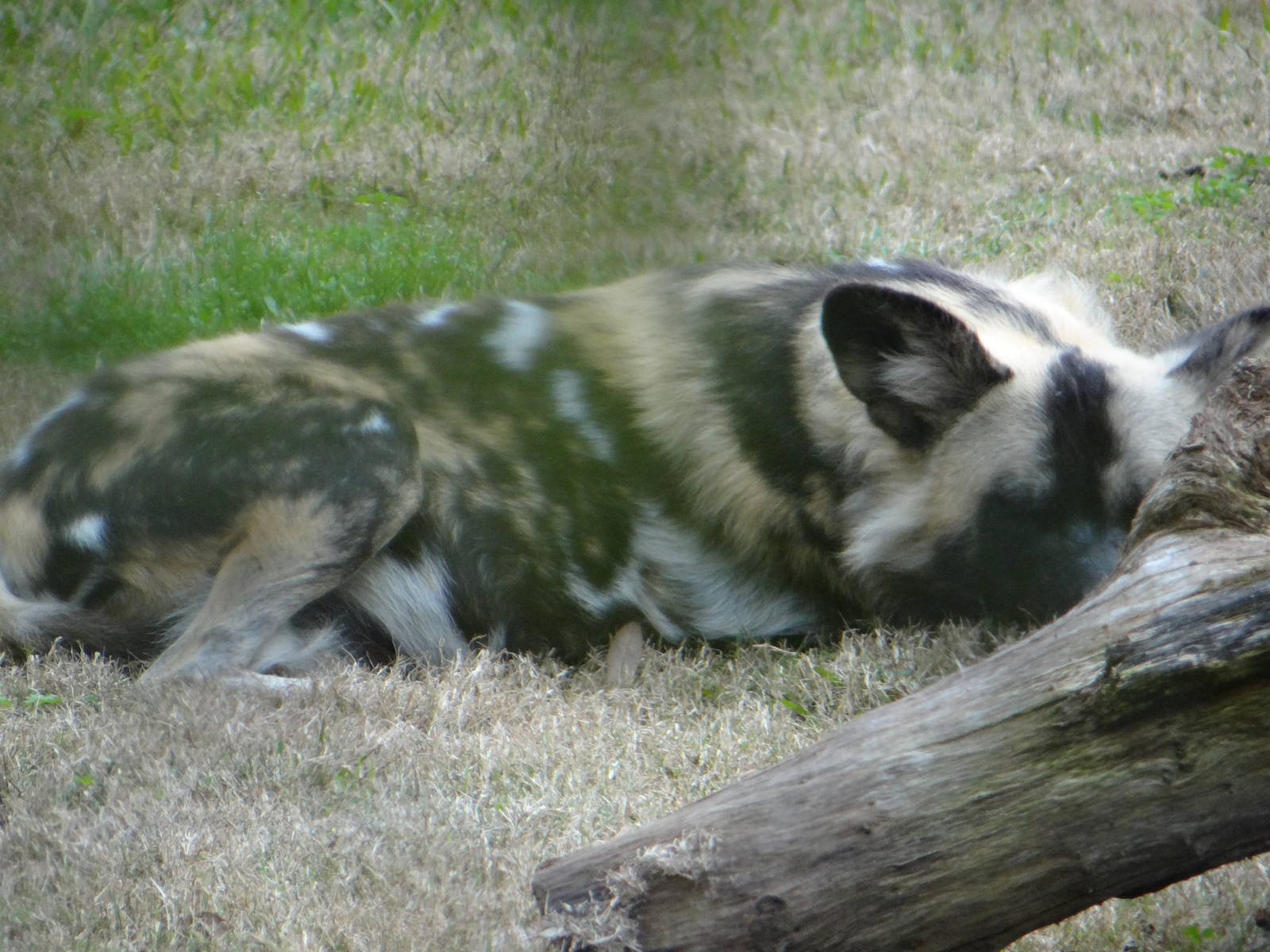 African wild dog